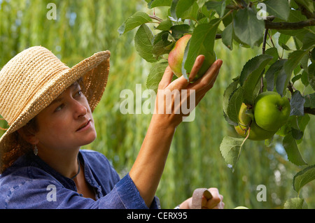 a woman picking fruit in a Dorset garden, England, UK. (MR) Stock Photo