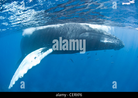 A full grown female Humpback whale, Megaptera novaeangliae, surfaces to breathe. She has a newborn calf nearby. Stock Photo