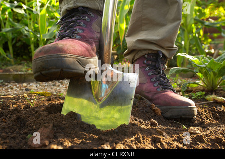 a woman digging with a spade in a Dorset garden, England, UK. (MR) Stock Photo