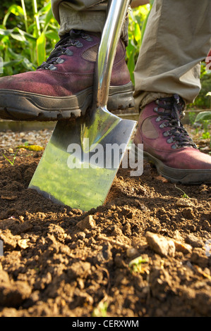 a woman digging with a spade in a Dorset garden, England, UK. (MR) Stock Photo