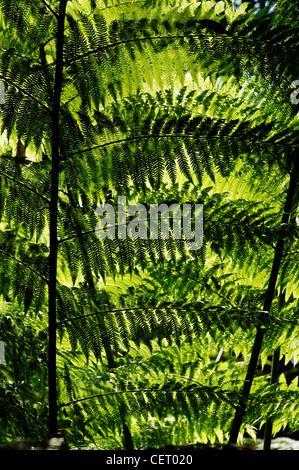 Ferns in the Australian forests Stock Photo