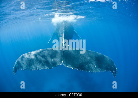 A full grown female Humpback whale, Megaptera novaeangliae, surfaces to breathe. Her fluke is nearly 13 feet across. Stock Photo