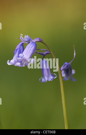 Detail of a wild bluebell in Norfolk woodland at Blickling. Stock Photo
