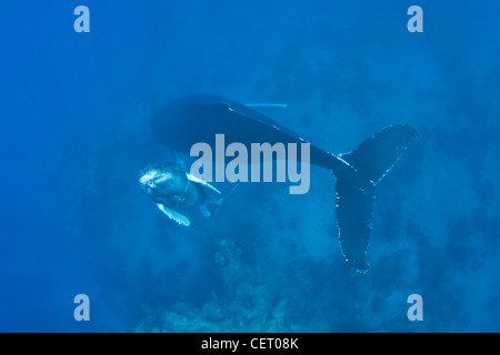 While its mother rests near the bottom, a young Humpback whale, Megaptera novaeangliae, rises to the surface to breathe. Stock Photo
