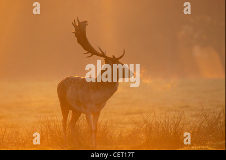 A Fallow Deer standing in Norfolk countryside in the morning mist. Stock Photo
