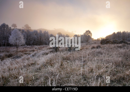 Sun rise over hoar frosted pine trees in the Scottish Highlands. Stock Photo
