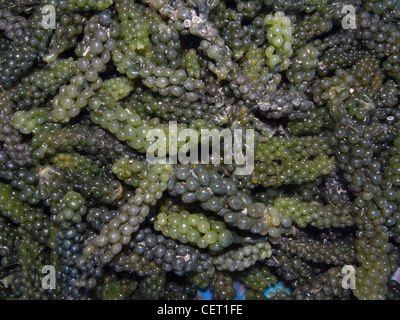Locally harvested edible seaweed (Caulerpa racemosa, also known as green caviar) for sale in market in Lautoka, Fiji Stock Photo
