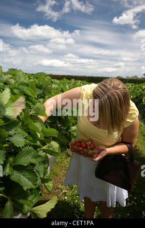 A young woman picking summer strawberries at a field in Norfolk. Stock Photo