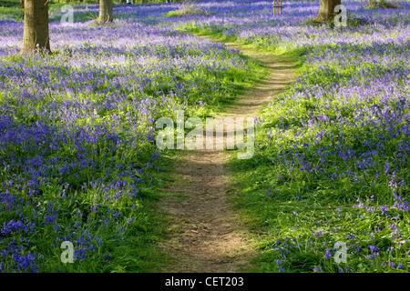 A woodland path through Bluebells at Blickling in Norfolk. Stock Photo