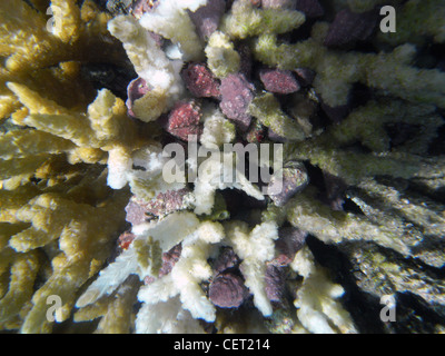 Purple coral-eating snails (Drupella rugosa) in large numbers on a single coral head, Rainbow Reef, Taveuni, Fiji Stock Photo