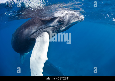 A Humpback whale calf, Megaptera novaeangliae, breathes at the surface while its mother rests below. Stock Photo