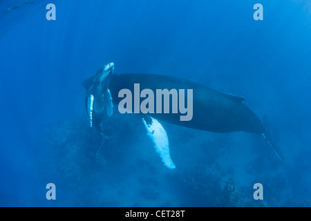 A Humpback whale calf, Megaptera novaeangliae, rises to the surface in order to breathe while its mother rests near the bottom. Stock Photo