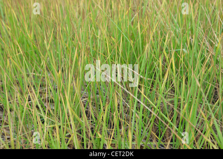 Close up of fresh thick grass with water drops in the early Stock Photo ...