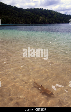 Small blacktip reef shark (Carcharhinus melanopterus) in shallow water, Vanua Levu, Fiji Stock Photo