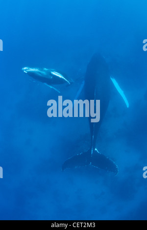 A Humpback whale calf, Megaptera novaeangliae, rises to the surface to breathe while its mother rests on the bottom. Stock Photo