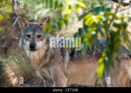 Captive Mexican Gray Wolf (Canis lupus baileyi) In a man made habitat at the 'Living  Desert Zoo' in Palm Desert California. Stock Photo