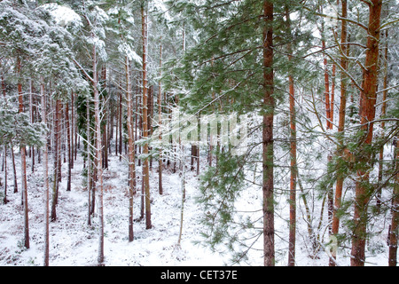 Snow covering woodland in Holt Country Park in Norfolk. Stock Photo