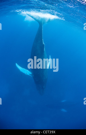 After breathing, a Humpback whale calf, Megaptera novaeangliae, returns to its mother resting near the bottom. Stock Photo