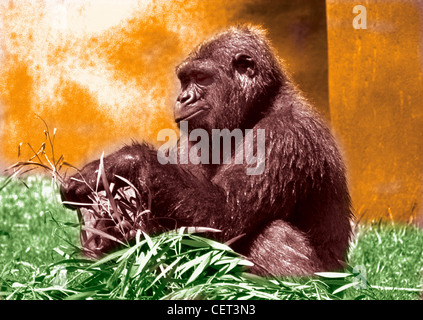 Profile of Gorilla in grass with wall behind.  Hand colored horizontal photograph.  Good facial expression. Humorous Stock Photo