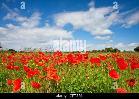 Poppies growing in a field near Castle Acre in the Norfolk countryside in summer. Stock Photo