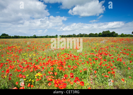 Poppies growing in a field near Castle Acre in the Norfolk countryside in summer. Stock Photo