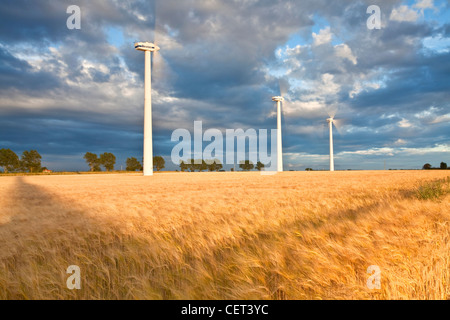 Wind turbines and a summer crop of Barley on Blood Hill at Winterton-on-Sea. Stock Photo