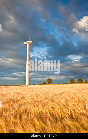 A wind turbine and a summer crop of Barley on Blood Hill at Winterton-on-Sea. Stock Photo