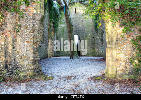 Snow covering the ground around a large Oak tree growing in the Nave of the ruin of St Mary's Church in the grounds of Burnley H Stock Photo