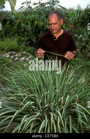 1, one, Mexican man, farmer, lemon grass, farm, farmer, village of Ixtapa, Jalisco State, Mexico Stock Photo