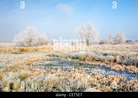 Frozen Marsh land close to St Benets Abbey on the Norfolk Broads following a winter Hoarfrost. Stock Photo