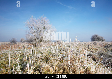 Frozen Marsh land close to St Benets Abbey on the Norfolk Broads following a winter Hoarfrost. Stock Photo