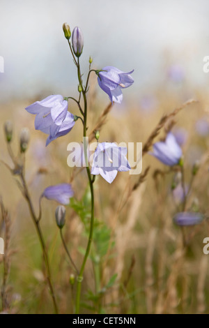Harebells with field of corn behind Stock Photo