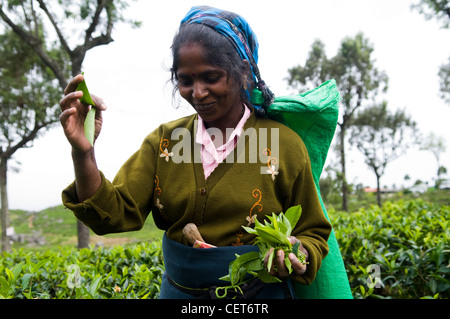 Picking tea leaves in a big tea plantation in the Haputale region in Sri Lanka. Stock Photo