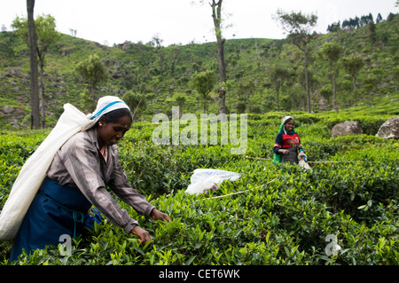 Picking tea leaves in a big tea plantation in the Haputale region in Sri Lanka. Stock Photo