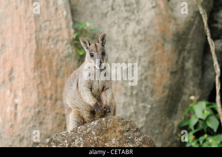 Unadorned Rock Wallaby Petrogale inornata Adult Photographed in Queensland, Australia Stock Photo