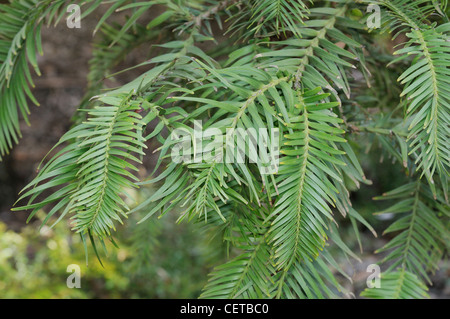 Wollemi Pine Wollemia nobilis One of the world's oldest and rarest ...