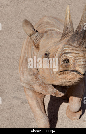 Rhinoceros close up