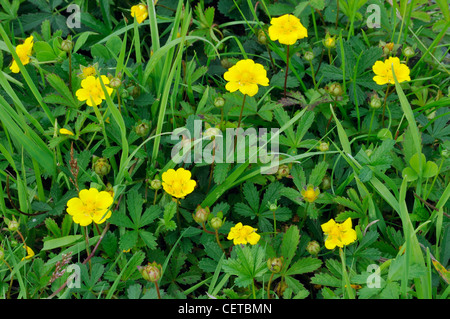 Creeping Cinquefoil - Potentilla reptans Stock Photo