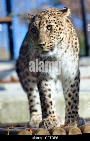 Iranian leopard Stock Photo