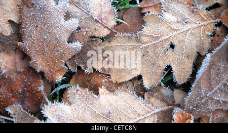 Leafs on the ground with small icing. Stock Photo