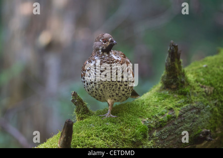 Haselhuhn Hazel Grouse Hazel Hen Tetrastes bonasia Stock Photo