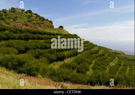 Central Mountains, Santo Antao, Cape Verde Islands, Africa Stock Photo