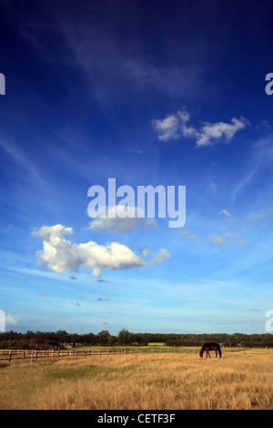 A horse grazing in a field under blue skies in East Yorkshire. Stock Photo