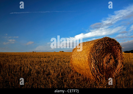 Blue skies over round hay bales on harvested fields in North Yorkshire. Stock Photo