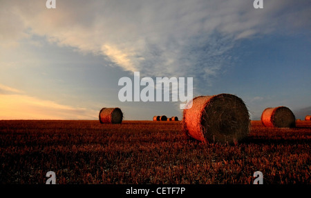 Dusk over round hay bales on harvested fields in North Yorkshire. Stock Photo