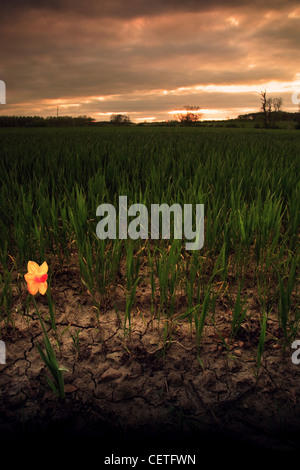 A single yellow daffodil in a green field at dusk in Beverley. Stock Photo