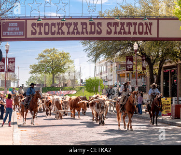 Stockyards station Cattle Drive, Fort worth Stock Photo