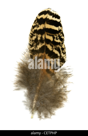 Bird Chest Feather. Stock Photo