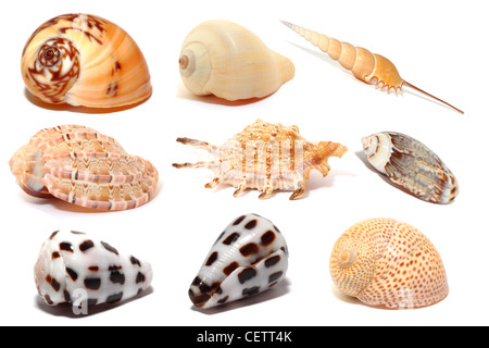 Arrangement of several seashells isolated on white background Stock Photo
