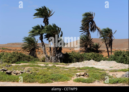 Valley of Rio Norte, Cape Verde Islands Tal des Rio Norte, Boa Vista, Kapverden, Afrika Stock Photo